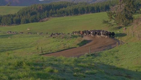 Rebaño-De-Vacas-Caminando-Por-Un-Camino-Agrícola-Polvoriento-Moviéndose-Hacia-Una-Nueva-Labranza