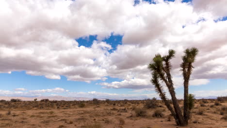 Las-Nubes-Cruzan-El-Cielo-Sobre-El-Paisaje-Seco-Del-Desierto-De-Mojave---Lapso-De-Tiempo-Con-Un-árbol-De-Joshua-En-Primer-Plano