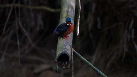 Blue-eared-Kingfisher,-Alcedo-meninting,-Kaeng-Krachan-National-Park,-Thailand
