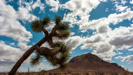 Joshua-tree-in-the-foreground-and-a-mountain-in-the-background,-this-time-lapse-features-the-rugged-terrain-of-the-Mojave-Desert