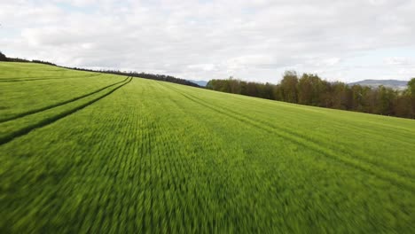 Luftaufnahme-Eines-Grünen-Weizenfeldes-Im-Zeitigen-Frühjahr