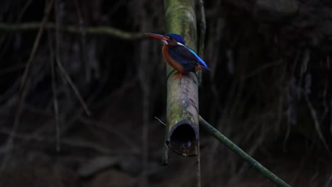 Blue-eared-Kingfisher,-Alcedo-meninting,-Kaeng-Krachan,-Thailand