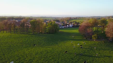 Avance-Aéreo-Sobre-Vacas-Pastando-En-Campo-Verde-Al-Atardecer,-Escocia