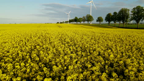 Goldenes-Rapsöl-Blumenfeld-In-Polen-Mit-Windmühle-Im-Hintergrund