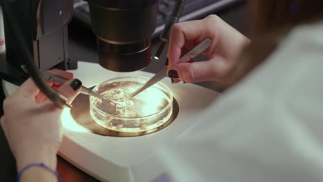 A-lab-technician-examines-a-sample-in-a-Petrie-dish-under-the-microscope