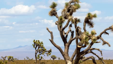 Im-Mojave-Wüstenbecken-Wachsen-Joshua-Bäume-Mit-Der-Zeit-Und-Wolken-Ziehen-Vorbei---Zeitrafferschwenks