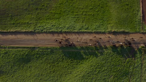 Cows-running-on-dirt-road-from-farm-to-fresh-grass-field-in-morning