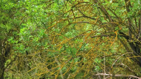 Mittlere-Aufnahme-Von-Zweigen-Mit-Und-Ohne-Blättern,-Die-Mit-Orangenmoos-Bedeckt-Sind,-Sonnig