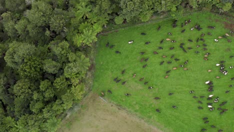 Cows-walking-onto-new-fresh-green-grass-field-on-large-ranch-New-Zealand