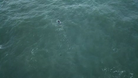 Drone-aerial-over-ocean-Melbourne-wavy-windy-cloudy-erson-swimming-pan-up
