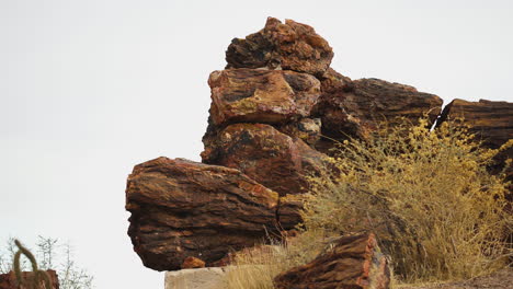 Riesiger-Baumstamm-Im-Petrified-Forest-National-Park-In-Arizona,-Statische-Aufnahme