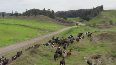 Herde-Von-Kühen,-Die-Auf-Einer-Neuseeländischen-Ranch-Vor-Einer-Drohne-Auf-Einem-Rauen-Feld-Davonlaufen