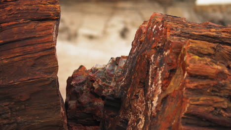 Wood-log-at-Petrified-Forest-National-Park-in-Arizona,-Close-up-static-shot