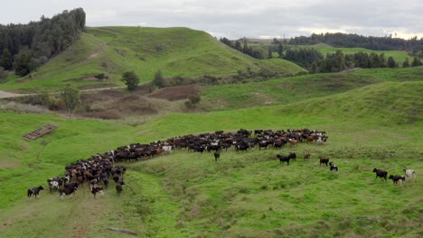 Cows-moving-together-in-herd-in-grass-landscape,-New-Zealand
