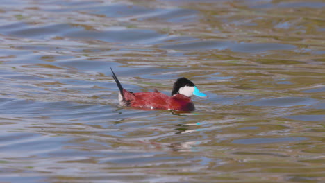 An-adult-male-ruddy-duck-shakes-his-tail-feathers-in-a-pond-with-other-mallard-ducks---slow-motion