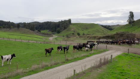 Cows-waiting-in-paddock-for-motorbike-to-pass-by-on-dirt-road,-farmland
