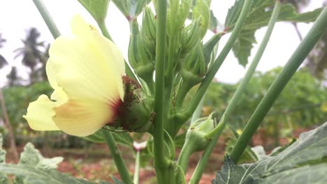 Lady-Fingers-or-Okra-vegetable-on-plant-in-farm