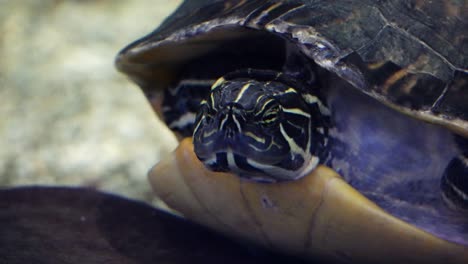 Turtle-move-head-in-Danuri-aquarium,-South-Korea