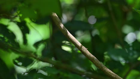 Broadbill-De-Pecho-Plateado,-Serilophus-Lunatus,-Parque-Nacional-Kaeng-Krachan,-Tailandia