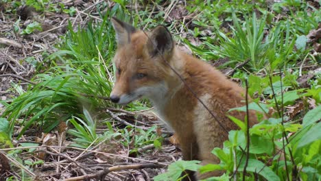 Cute-red-fox-cub-stands-in-the-grass-and-looks-at-the-camera