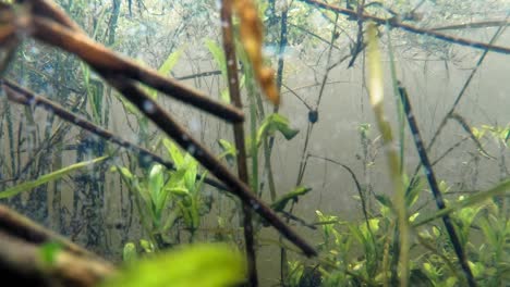 Wasserpflanzen-Und-Amphibienlarven-Unter-Wasser-Des-Sees
