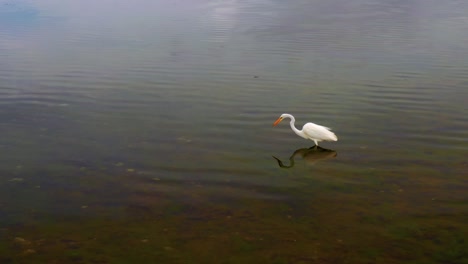 Great-Egret-attempts-to-Catch-a-Fish-in-Lake-Illawarra,-NSW,-Australia---wide-shot
