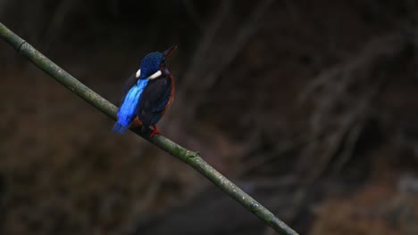 Martín-Pescador-De-Orejas-Azules,-Alcedo-Meninting,-Tailandia