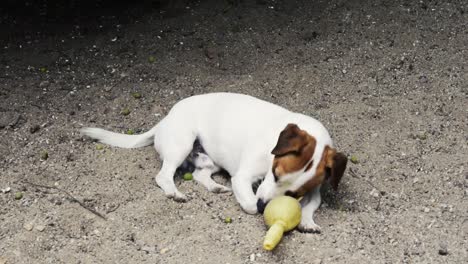 Jack-Russell-Terrier-Tirado-En-El-Suelo-Jugando-Con-Un-Juguete-De-Goma-Y-Luego-Huyendo