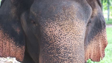 Elefante-Tailandés-Cerca-De-La-Cabeza-Y-Las-Orejas