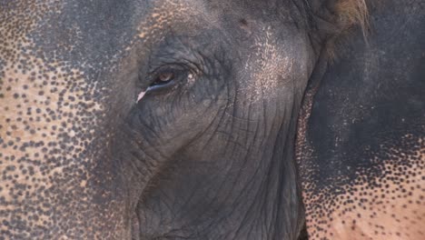 close-up-of-a-Thai-elephant-at-a-elephant-camp-on-Koh-Chang-island