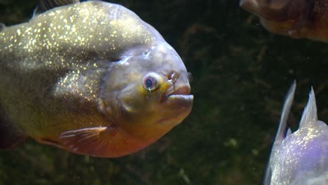Red-Bellied-Piranha-Pygocentrus-nattereri-close-up-in-Danuri-Aquarium-Danyang-city-Korea