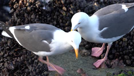 Pacific-gulls-on-a-rocky-intertidal-zone-covered-in-mussels