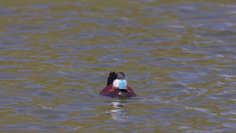 An-adult-male-ruddy-duck-swims-leisurely-in-a-pond---slow-motion