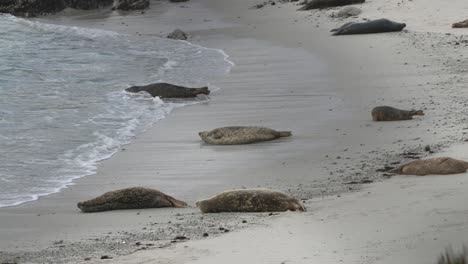 Harbor-seals-resting-at-Hopkins-Beach-in-Pacific-Grove,-California