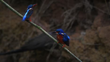 Martín-Pescador-De-Orejas-Azules,-Alcedo-Meninting,-Tailandia