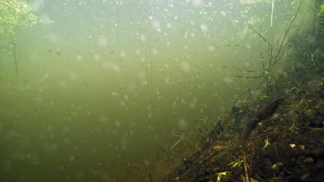 Aquatic-Scenery-Of-Wildlife-At-The-Bottom-Of-the-Lake