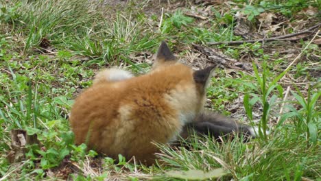 Cute-red-fox-cub-stands-in-the-grass-and-looks-at-the-camera