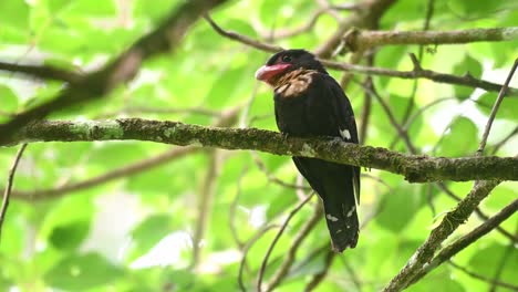 Dusky-Broadbill,-Corydon-sumatranus,-Kaeng-Krachan-National-Park,-Thailand