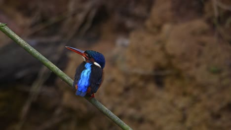 Blauohr-Eisvogel,-Alcedo-Meninting,-Thailand