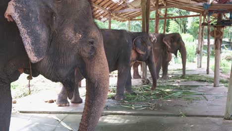 Elefantes-Asiáticos-Tailandeses-En-Un-Campamento-Comiendo-Plantas-Y-Hojas-De-Vegetación-Mientras-Están-Encadenados-En-Cautiverio-En-La-Isla-De-Koh-Chang-Para-El-Turismo