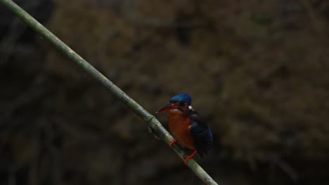 Martín-Pescador-De-Orejas-Azules,-Alcedo-Meninting,-Parque-Nacional-Kaeng-Krachan,-Tailandia