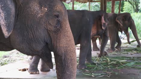 Elefantes-Tailandeses-Comen-Hojas-De-Palmera-En-Un-Campamento-De-Elefantes-En-La-Isla-De-Koh-Chang