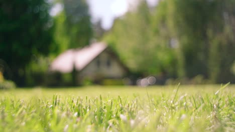 Close-up-view-of-morning-dew-on-green-grass-with-a-farmhouse-background