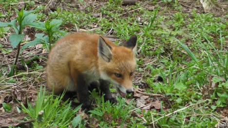 A-cute-cub-of-a-red-fox-lies-in-the-grass