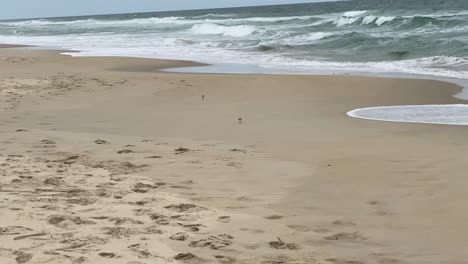 Sanderling-Vögel-Jagen-Entlang-Des-Strandes-In-Nag&#39;s-Head-An-Den-äußeren-Ufern-In-North-Carolina