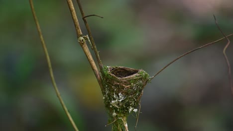 Schwarznackenschnäpper,-Hypothymis-Azurea,-Thailand
