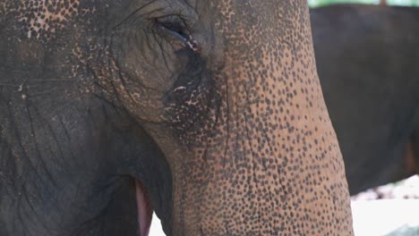 Nahaufnahme-Von-Thailändischen-Elefanten,-Die-Palmenblätter-In-Einem-Elefantencamp-Auf-Der-Insel-Koh-Chang-Essen