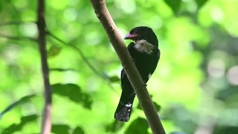 Broadbill-Oscuro,-Corydon-Sumatranus,-Parque-Nacional-Kaeng-Krachan,-Tailandia