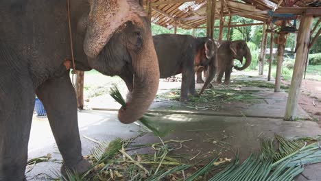 Thai-elephants-eat-palm-tree-leaf's-at-a-elephant-camp-on-Koh-Chang-island