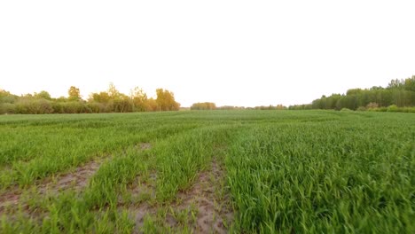 Campos-Agrícolas-Verdes-En-Un-Día-Nublado-De-Primavera